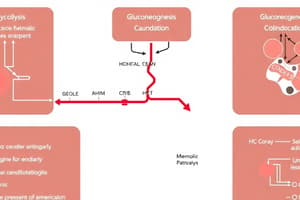 Glycolysis and Gluconeogenesis Overview