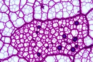 Connective Tissue Histology