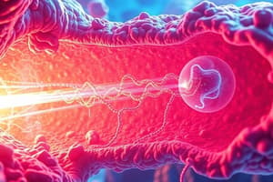 Cell Biology: Endoplasmic Reticulum Overview