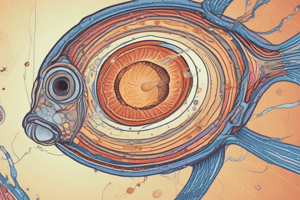 Zebrafish and Human Oocyte Fertilization