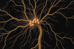 Nervous System Functions and Neurons