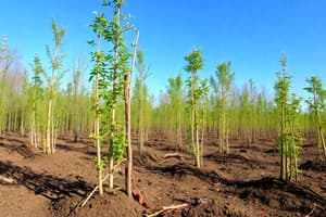 Cuestionario sobre reforestación y plantación