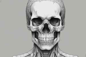 Pterygopalatine Fossa Anatomy