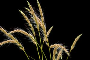 Eragrostis Tef Botanical Quiz