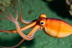 Squid Classification Flashcards