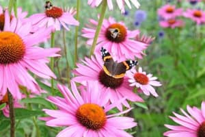 Herb Notes: The Benefits of Echinacea Quiz