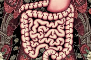 The Digestive System Overview