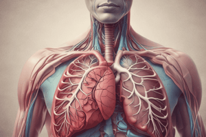 Respiratory System Anatomy