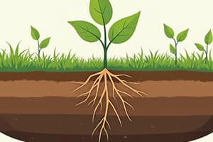 Soil Formation and Classification Exam