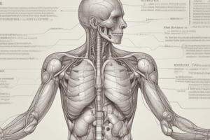 Anatomy of the Diaphragm