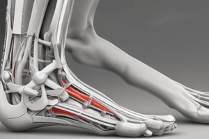 Peroneal Tendon Subluxation