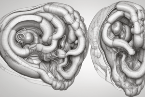 Anatomía del Laberinto Óseo