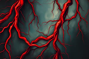 Blood Flow and Cross-Sectional Areas