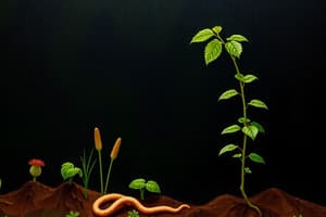 Earthworm Impact on Plant Growth