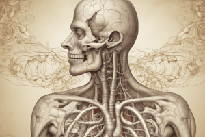 Understanding the Respiratory System