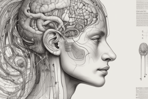 Auditory System Quiz - Neuroanatomy