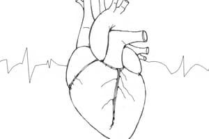 Sistema di conduzione elettrica del cuore (Fisio 8)