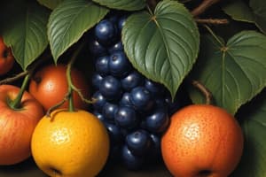 Fruits Classification Quiz