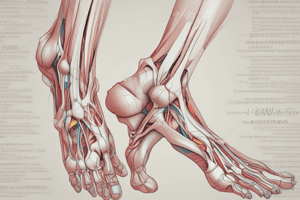 Anatomy of the Leg and Foot