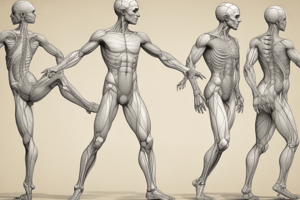 Anatomy for Dancers