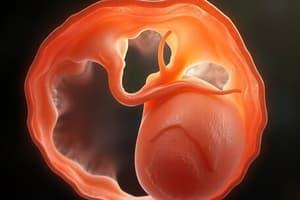 Embryogenesis of urinary system & reproductive duct