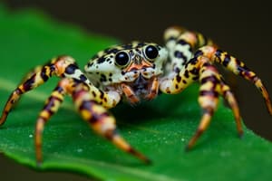 Crab Spider Camouflage and Cooperation