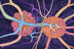 Thalamocortical Pathways and Ascending Arousal System