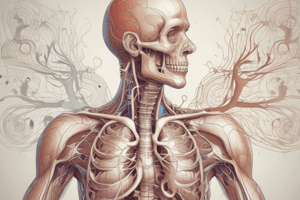 The Respiratory System