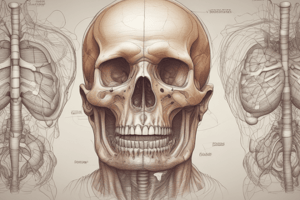 Anatomie du vieillissement pulmonaire