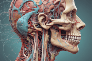 Anatomy: Head and Neck Part 2