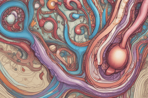 Nephron Structure and Function