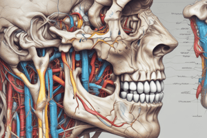 Nervio mandibular - Funciones y características