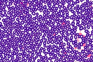 Epithelial Tissue: Types and Classification