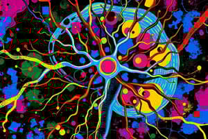 Las neuronas y sus partes