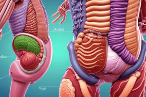 Gastrointestinal Tract Anatomy Matching Exercise