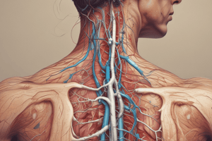 Human Physiology: Sweat and Sweat Glands