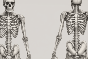 Human Anatomy: The Skeletal System