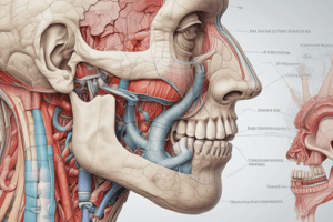 Respiratory Anatomy 1.3