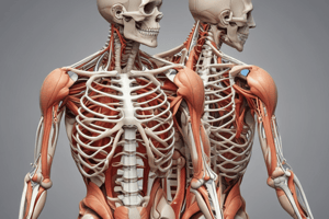 Musculoskeletal System Basics: Bones, Joints, and Injuries