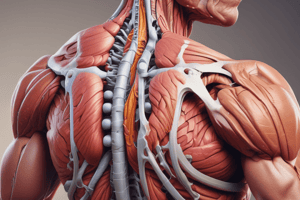 Skeletal Muscle Fiber Types Quiz