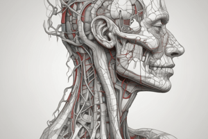 Anatomy of Head and Neck: Great Vessels