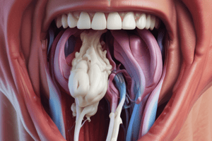 Rima Glottis and Laryngeal Muscles Quiz