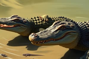 Crocodiles vs Alligators Quiz