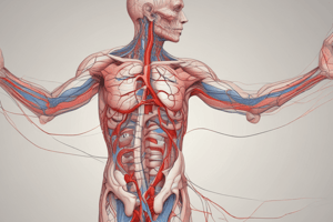 Pathway of Blood Through the Heart and Lungs