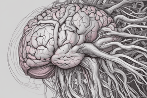 Human Brain Anatomy and Function