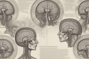 Brain Anatomy and Function