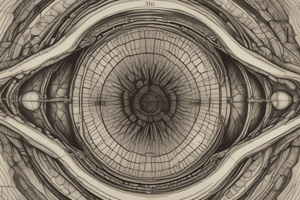 Autonomic Innervation of Ocular Structures