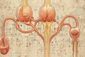 Chapter 25 The Urinary System Overview