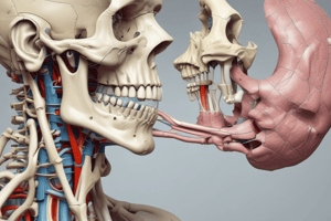 Temporomandibular Joint Anatomy