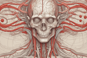 chapter 11. quiz 1. Anatomy of Cerebral Circulation